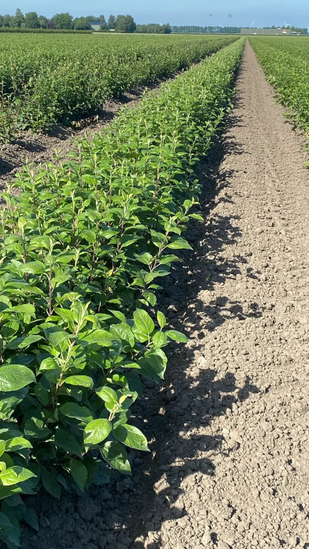 M25