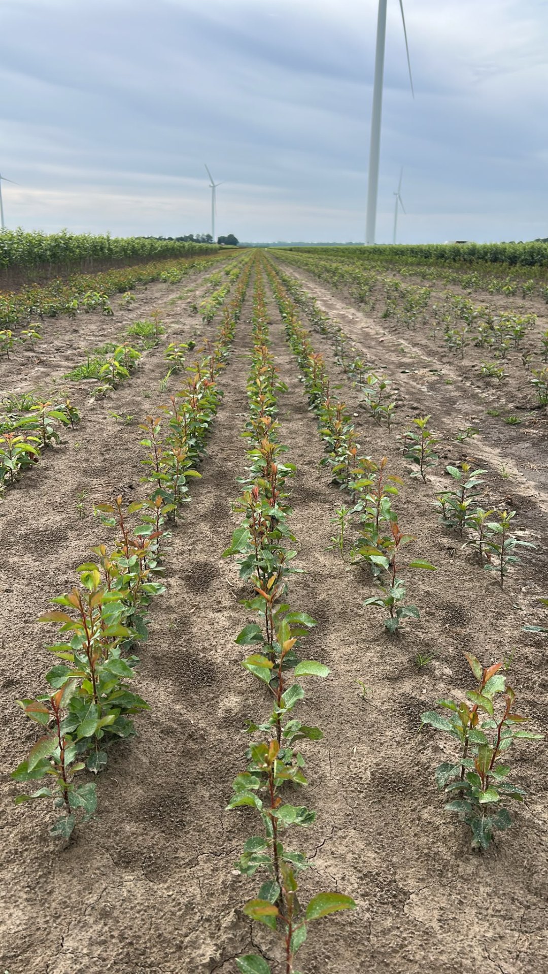 Kirchensaller Seedling